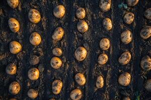 Freshly harvested potatoes lying on dark soil in furrows photo