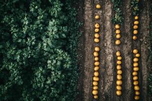 Farmer preparing rows of potatoes for planting next to green plants photo