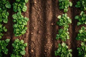 Lettuce growing in fertile soil creating a stunning pattern in a farm field photo