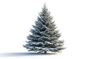 Majestic snow-covered pine tree standing tall against a white background photo