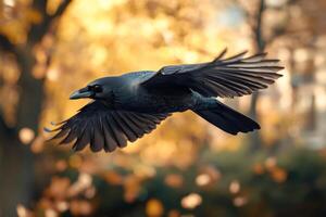 Black crow flying with wide open wings in autumn forest photo