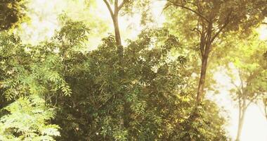 Bright sunlight filtering through lush green trees in a serene forest setting video