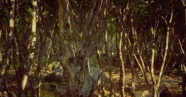 Sunlight filters through the trees in a tranquil forest setting video