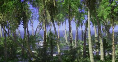 Lush tropical forest with pines overlooking the serene ocean view video