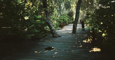 Serene wooden path winding through lush green forest at midday video