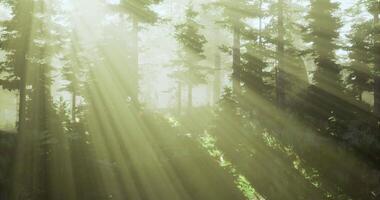 Sunlight filtering through dense forest during early morning hours video