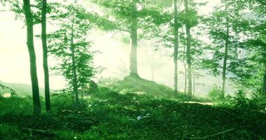 Sunlight filters through trees in a serene green forest at dawn video