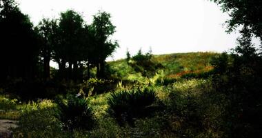 Vibrant foliage on a green hillside illuminated by gentle sunlight video