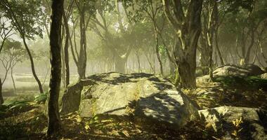 Sunlight filtering through dense forest canopy with rocky ground at midday video