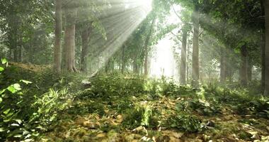Sunlight streaming through trees in a lush forest during early morning video