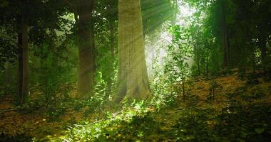 Sunlight filtering through dense forest trees creating a tranquil atmosphere video