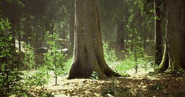 Sunlight filtering through trees in a serene forest in early morning video