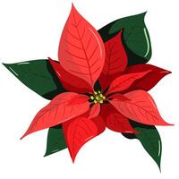 Red poinsettia flower. Christmas and new year decor for designe vector
