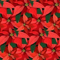 Red poinsettia seamless pattern on a green background. Christmas holidays and new year vector