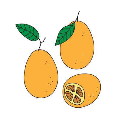 Illustration of Kumquat citrus plants on isolated background. Hand drawn set with whole and half juicy Fortunella fruit. Botanical illustration of Asian tree. Food illustration for label, sign