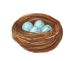 Wicker bird nest containing four light blue speckled eggs, isolated on white background, representing concepts of family, nature, and new life vector
