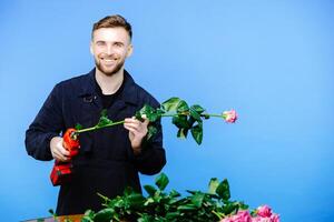 Man in apron cuts off the ends of rose on blue background photo