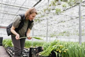 Woman planting yellow flower bulbs in soil for growing in a greenhouse. photo