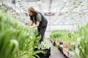 Woman takes care of cultivation in a greenhouse with tulips. photo