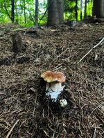 Mushroom Growing in a Forest Surrounded by Pine Needles and Trees photo