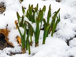 Spring is coming. Fresh juicy sprouts of tulip crocus make their way out from under the snow photo