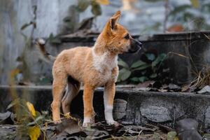 Cute brown short-haired stray puppy with a black nose is walking and sniffing. photo