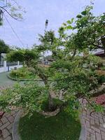Lush Garden Tree with Pathway and Sky photo