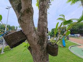 Tree with Potted Plants and Greenery around photo