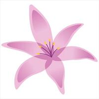 Pink lily with yellow pollen, ideal for spring and floral concepts. Vibrant colors add freshness to designs, perfect for botanical themes. vector