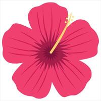 Pink hibiscus flower for nature, beauty, floral, garden, summer, tropical, and botanical design projects, backgrounds, and decorations. vector