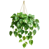 Hanging Greenery Charm String of Pearls Plant Isolated for Clean and Versatile Transparent Background Use png