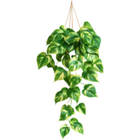 Lush Green English Ivy Hedera Helix Hanging Plant Cutout for Seamless Integration into Digital Designs png