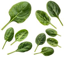 Green spinach leaves isolated on a white background. Spinach growing kit. Flat layer. photo