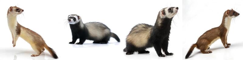A set of young ferrets isolated on a white background. photo