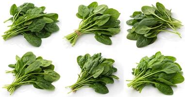 A set of bundles of fresh spinach is isolated on white. photo