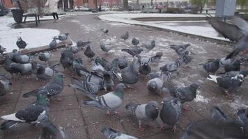 A vibrant and lively gathering of multiple pigeons feeding enthusiastically on the ground in a snowy park setting video