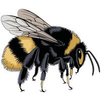 A bee with black and yellow wings vector