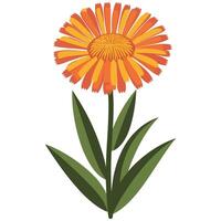 An orange flower with green leaves on a white background vector