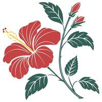 A red hibiscus flower with leaves on a white background vector