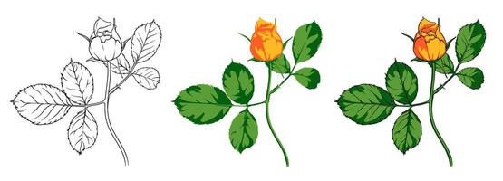 image of a yellow rosebud in various drawing techniques, an elegant branch of a rose on a long stem with leaves drawn with and without contour vector