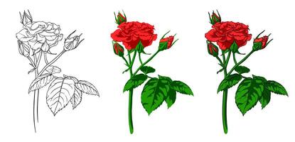 collection with the image of a red rose in various drawing techniques, a lush branch of a rose drawn with an outline, a bright elegant flower, flower image for coloring, paintings by numbers vector