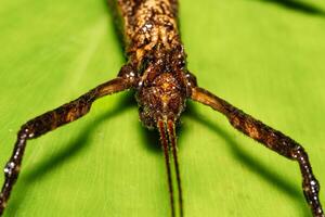 The Phasmatodea in the nature habitat. Night photography in Costa Rica. photo