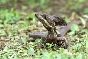 The brown basilisk, Basiliscus vittatus, also the striped or common basilisk photo