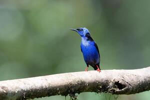 The red-legged honeycreeper, Cyanerpes cyaneus, is a small songbird photo