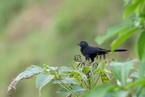 The Groove-billed ani, Crotophaga sulcirostris is a bird in the cuckoo family photo