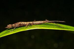 The Phasmatodea in the nature habitat. Night photography in Costa Rica. photo
