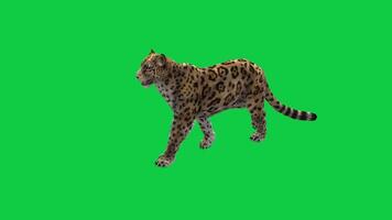 Jaguar walk loop animation, leopard walking 3d animation isolated on green screen background video