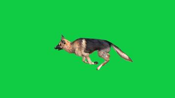 German shepherd dog running side view loop 3d animation isolated on green screen background video