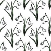 Seamless Pattern With Painted Snowdrops On White Background vector