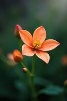 Bright orange pereskia bleo showing its delicate petals and buds photo